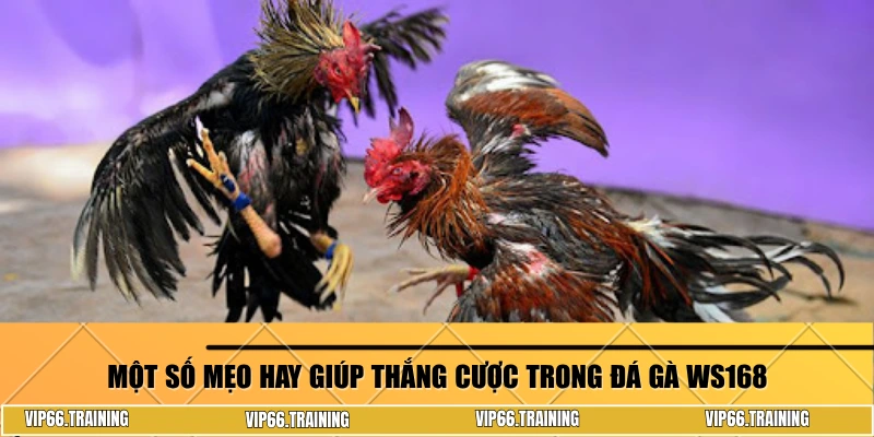 Một số mẹo hay giúp thắng cược trong đá gà WS168